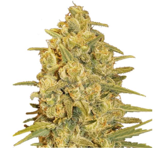 Critical Sensi Star cannabis seeds packaging — Royal King Seeds USA