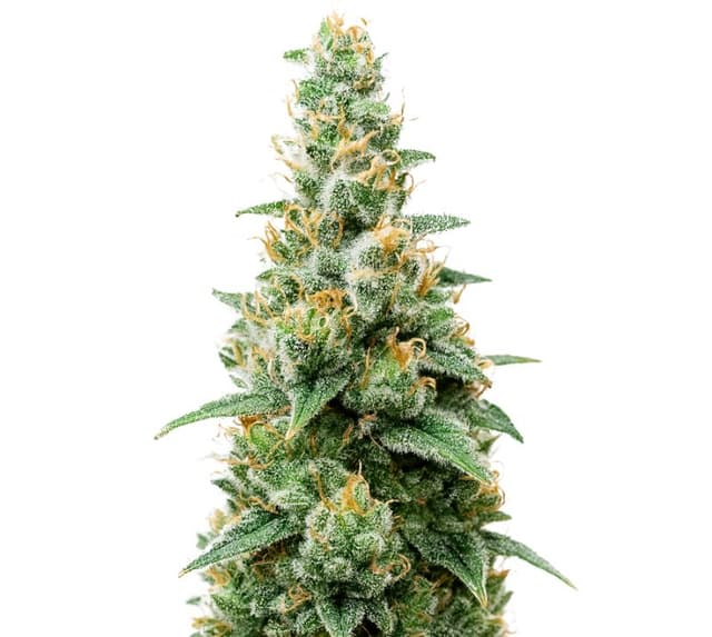 Critical Skunk cannabis seeds packaging — Royal King Seeds USA