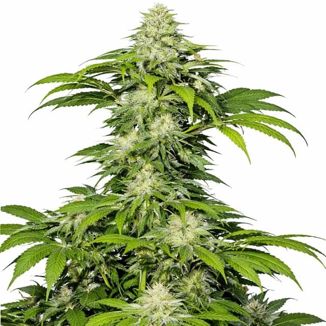 Crosswalker cannabis seeds packaging — Royal King Seeds USA