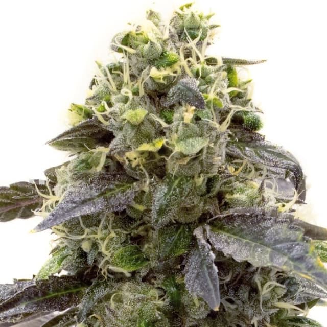 Crystal cannabis seeds packaging, Royal King Seeds USA