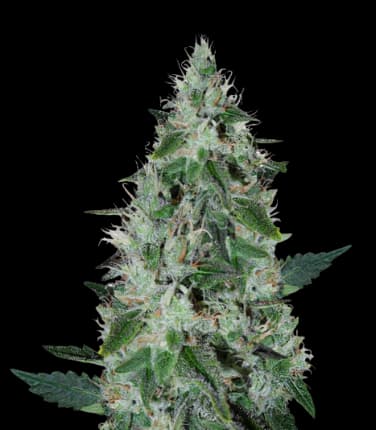 Dakini Kush cannabis seeds packaging, Royal King Seeds USA