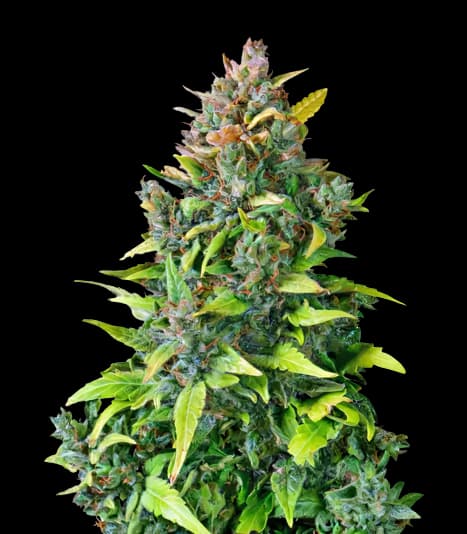 Dance World CBD cannabis seeds packaging — Royal King Seeds USA