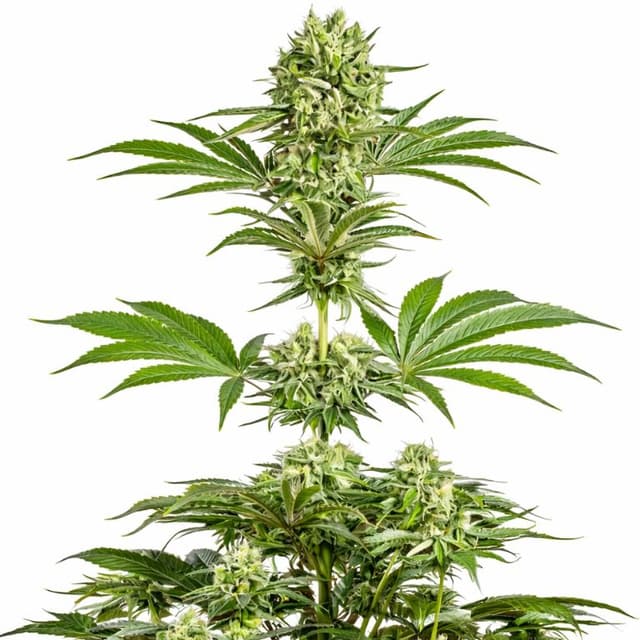 Dancehall CBD cannabis seeds packaging — Royal King Seeds USA