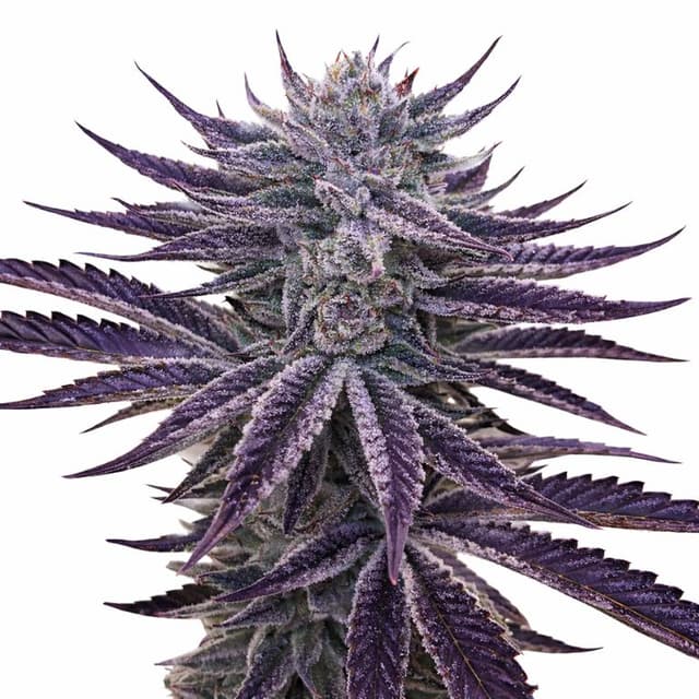 Dark Side of the Moon cannabis seeds packaging — Royal King Seeds USA