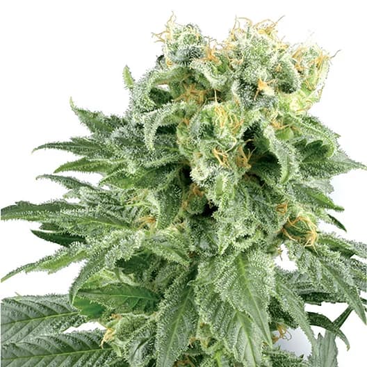 Dawgfather OG cannabis seeds packaging, Royal King Seeds USA