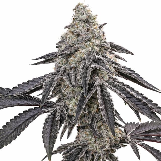 Death Star cannabis seeds packaging, Royal King Seeds USA