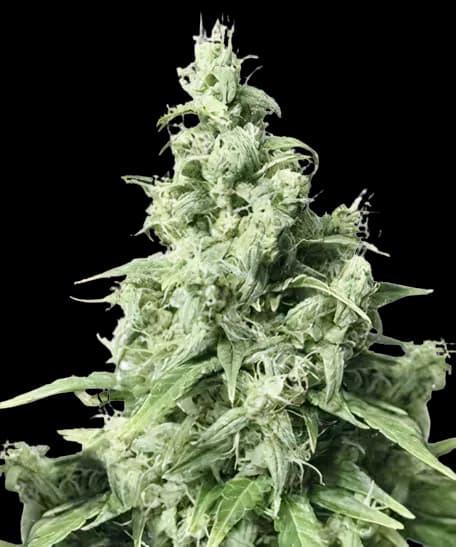 Diamond Valley Kush cannabis seeds packaging — Royal King Seeds USA
