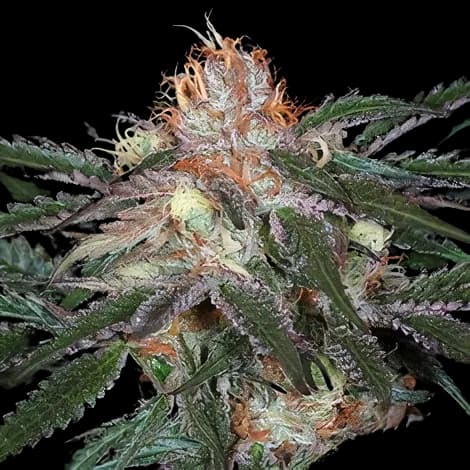 Diesel Duff cannabis seeds packaging, Royal King Seeds USA