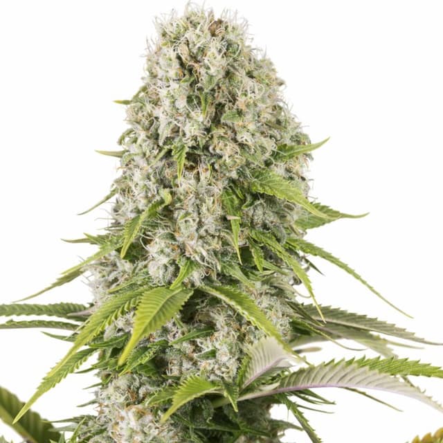 Diesel cannabis seeds packaging, Royal King Seeds USA