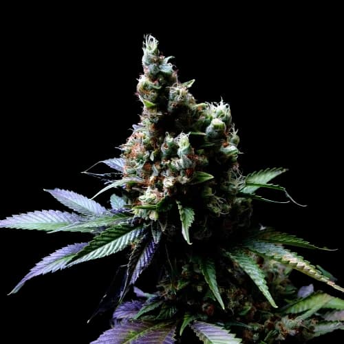 Diesel Power cannabis seeds packaging, Royal King Seeds USA