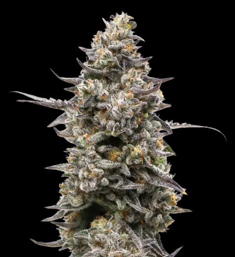 Divine CBD cannabis seeds packaging — Royal King Seeds USA