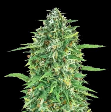 Dogwalker OG cannabis seeds packaging, Royal King Seeds USA