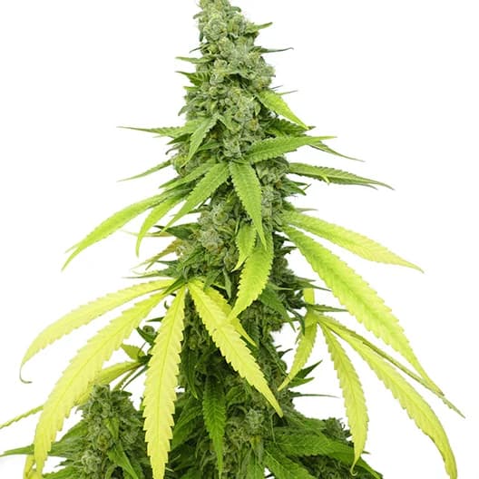 Doobiebird Daydream cannabis seeds packaging — Royal King Seeds USA