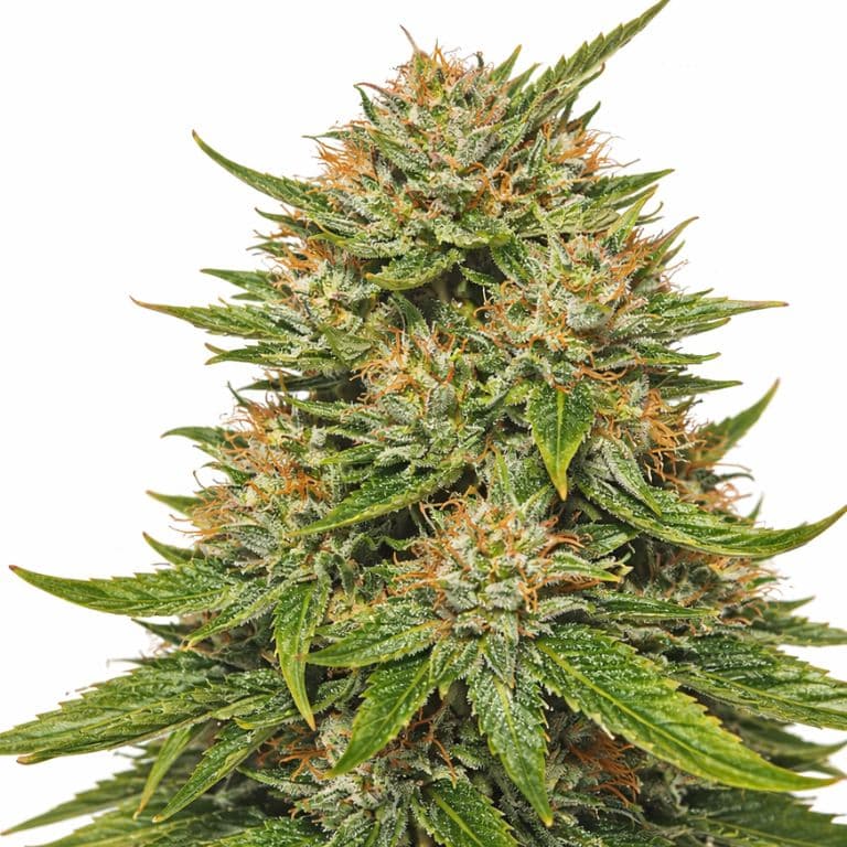 Double Dream Feminized