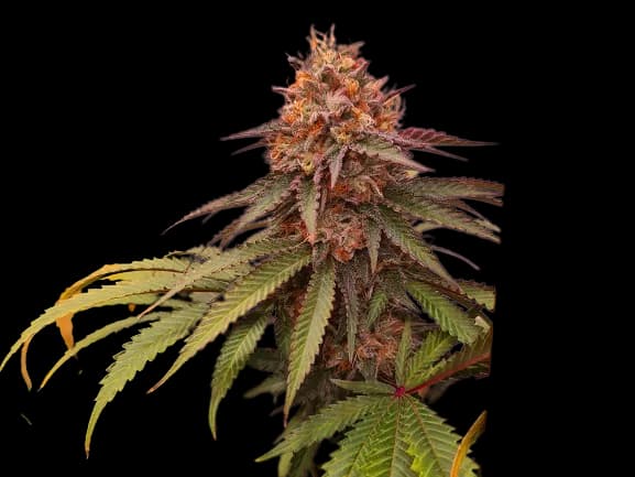 Double Tangie Banana cannabis seeds packaging, Royal King Seeds USA