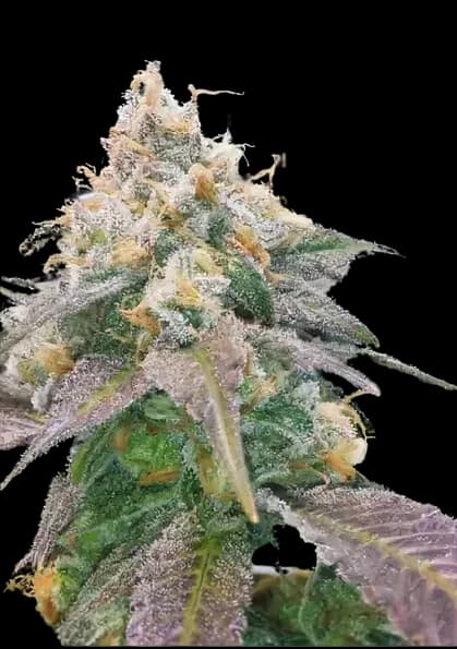 Dream Berry cannabis seeds packaging — Royal King Seeds USA
