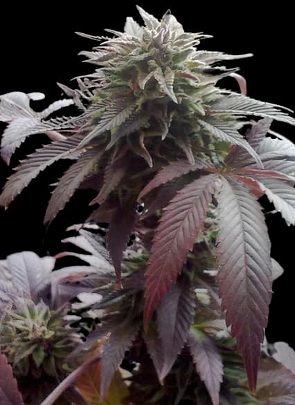 Durga Mata cannabis seeds packaging, Royal King Seeds USA
