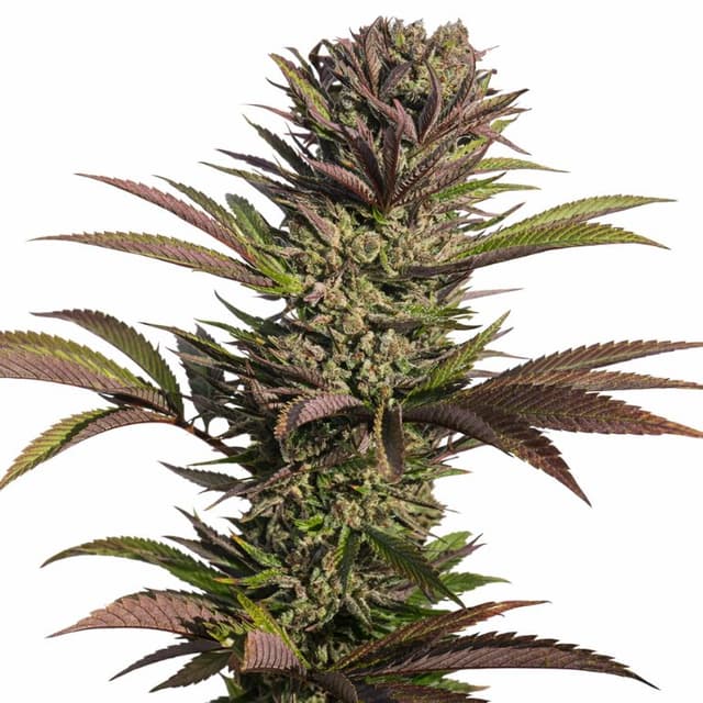 Dutch Treat Feminized