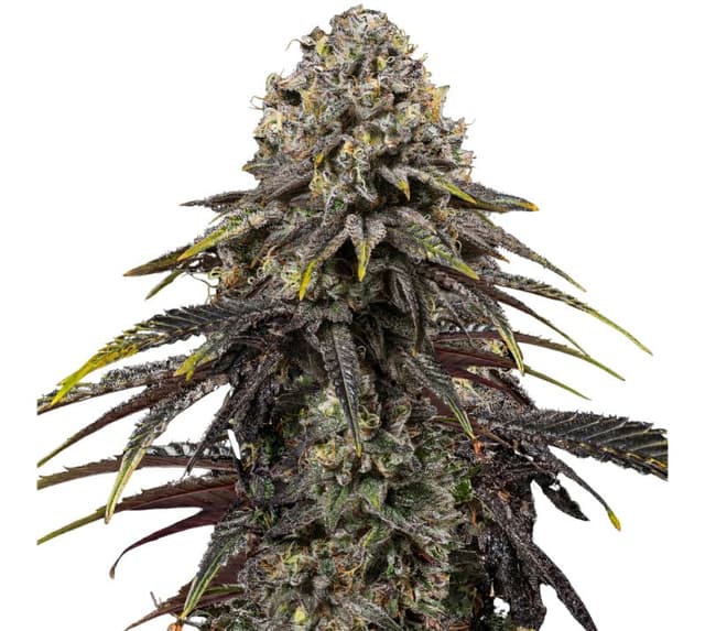 Dynamite Diesel cannabis seeds packaging — Royal King Seeds USA
