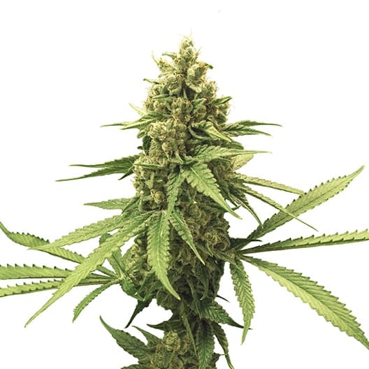 El Perro cannabis seeds packaging — Royal King Seeds USA