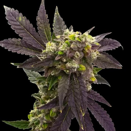 Electric Blue cannabis seeds packaging, Royal King Seeds USA