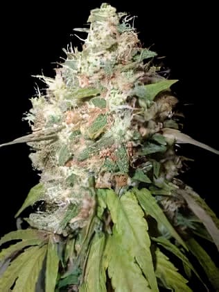 Endless Sky cannabis seeds packaging, Royal King Seeds USA