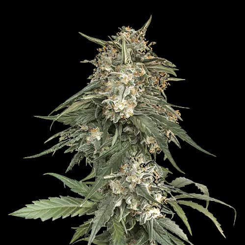 Enemy of the State cannabis seeds packaging, Royal King Seeds USA
