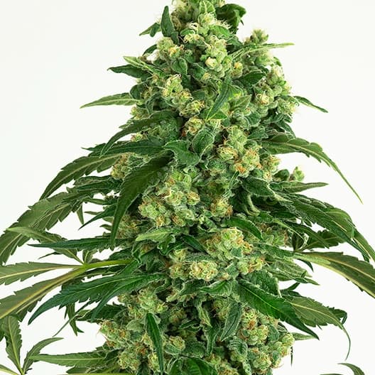 Euphoria Cookies cannabis seeds packaging, Royal King Seeds USA