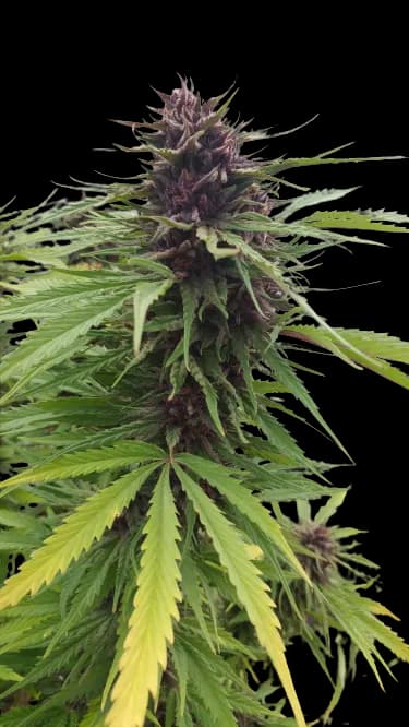 Fat Purple Feminized