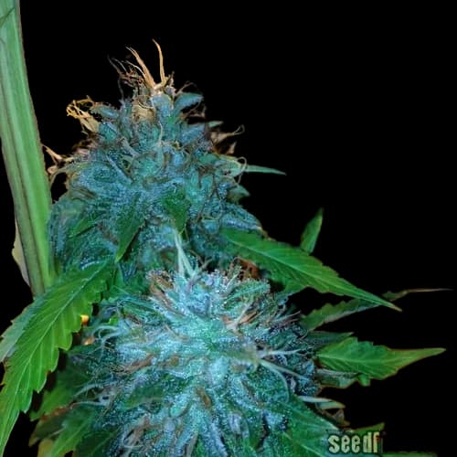 Flowerbomb Kush cannabis seeds packaging — Royal King Seeds USA