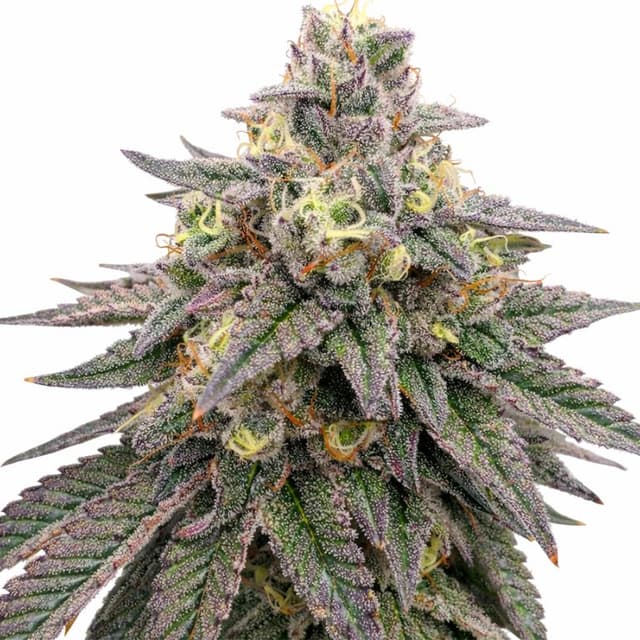 Forbidden Fruit cannabis seeds packaging, Royal King Seeds USA
