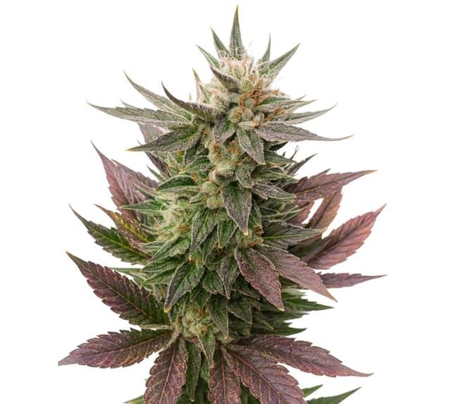 Fortune Cookies cannabis seeds packaging, Royal King Seeds USA