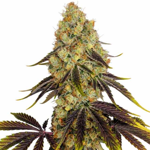 French Cookies cannabis seeds packaging, Royal King Seeds USA