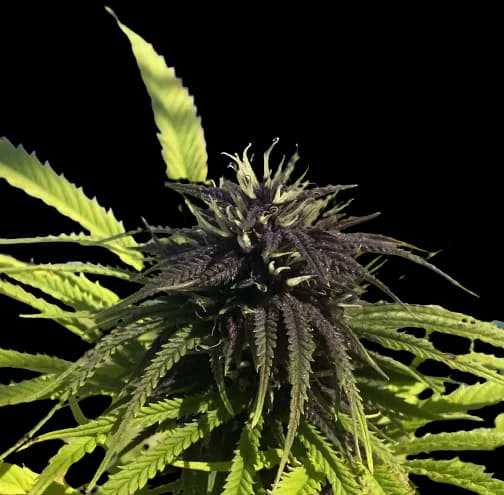 Frida cannabis seeds packaging, Royal King Seeds USA