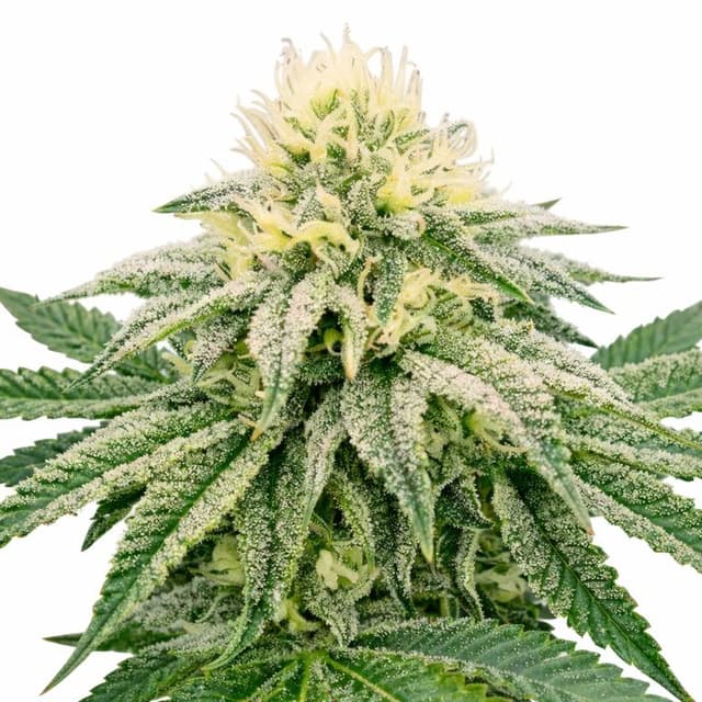 Frosty cannabis seeds packaging, Royal King Seeds USA