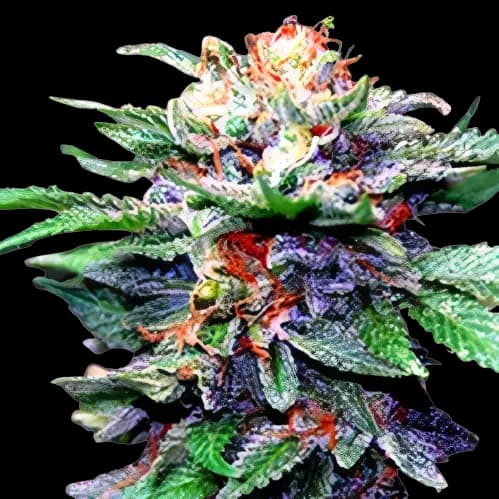 Fruity Chronic Juice cannabis seeds packaging — Royal King Seeds USA