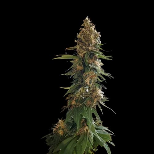 Fruity Widow cannabis seeds packaging — Royal King Seeds USA