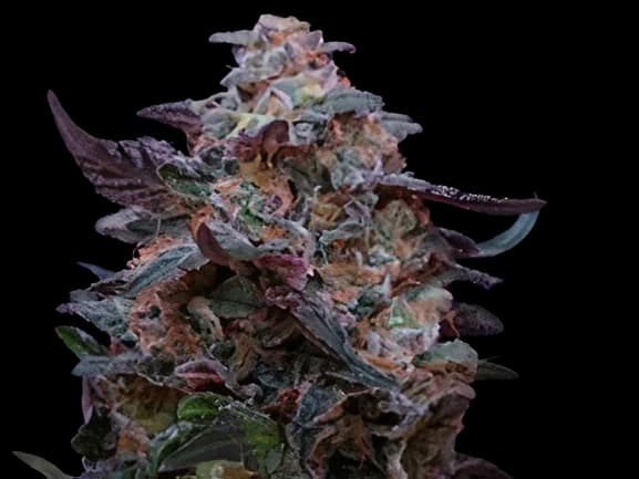 Funky Monkey cannabis seeds packaging, Royal King Seeds USA