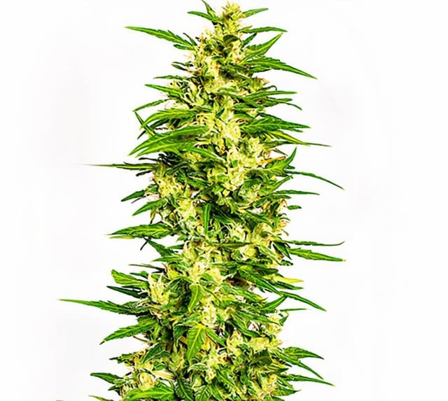 Gatekeeper OG Feminized