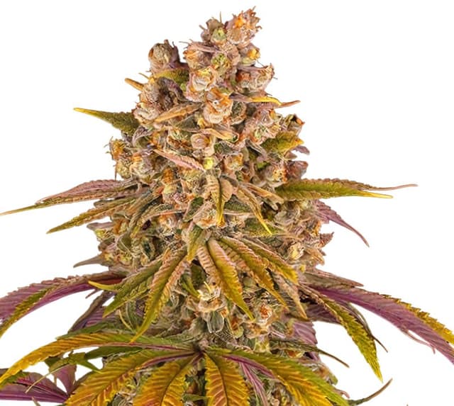 Gelato Cake Feminized