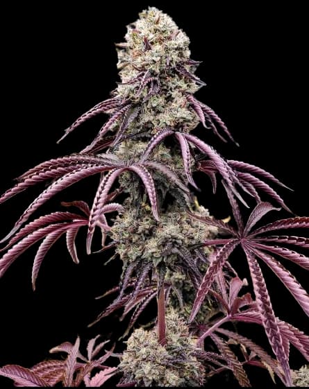 Georgia Pie cannabis seeds packaging, Royal King Seeds USA