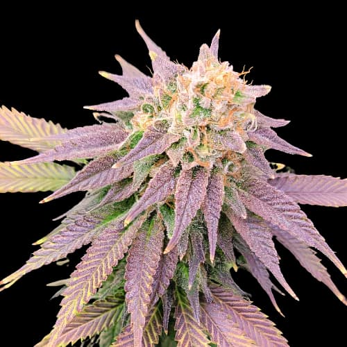 Ghost OG cannabis seeds packaging, Royal King Seeds USA