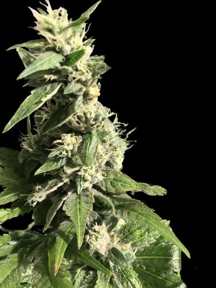 Gigabud cannabis seeds packaging — Royal King Seeds USA