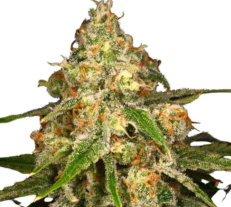 Ginger Ale Feminized