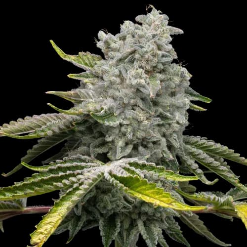 Glass Apple Feminized