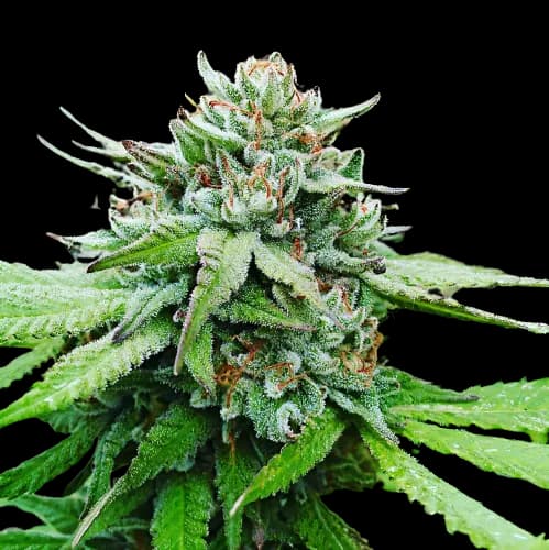 Gobbilygoo Feminized