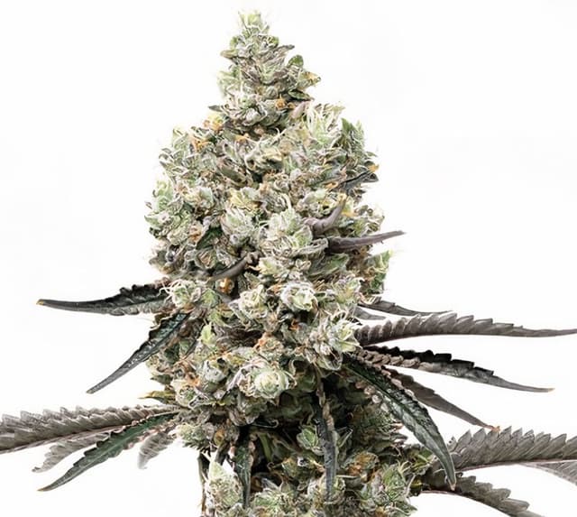 Godfather Purple Kush Feminized