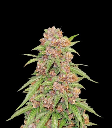 Godzilla Cookies cannabis seeds packaging, Royal King Seeds USA