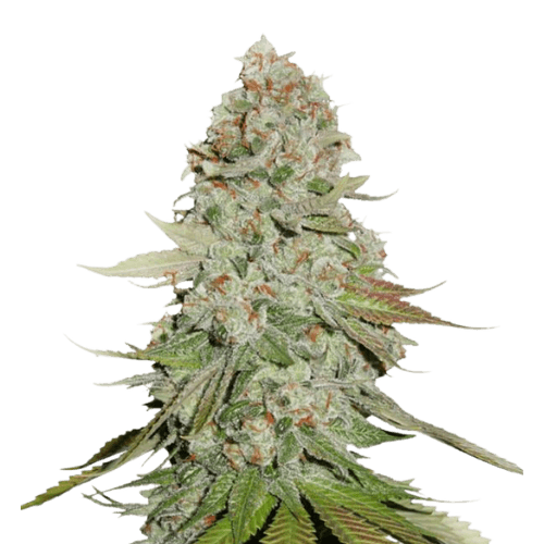 Godzilla Glue cannabis seeds packaging, Royal King Seeds USA