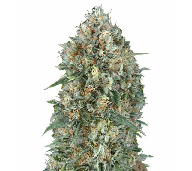 Goji OG Haze Feminized